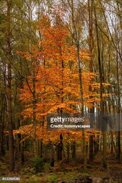 beech tree in full autumn color - betula pendula stock pictures, royalty-free photos & images