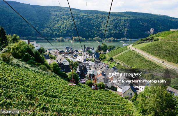 rheingau winegrowing region, hessen, germany - weinreben stock pictures, royalty-free photos & images
