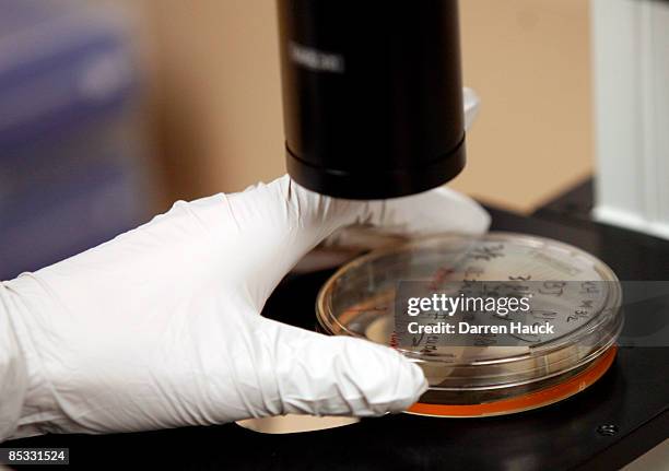 Kejin Hu, research associate, looks at a colony of human embryonic stem cells under a microscope at Wisconsin National Primate Research Center at...