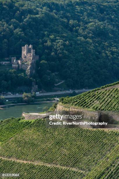 assmannshäuser höllenberg, rheingau winegrowing region - weinreben stock pictures, royalty-free photos & images