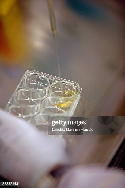 Irina Elcheva an employee of WiCell Research Institute, Inc. Prepares stem cells for culture at the Wisconsin National Primate Research Center at...