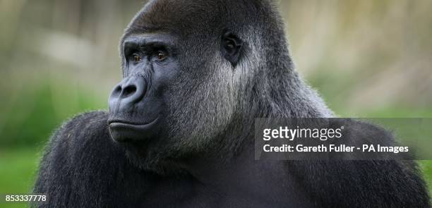 Ambam, a Western Lowland Gorilla, explores his enclosure at Port Lympne Wild Animal Park near Ashford, Kent, as keepers prepare to celebrate his 24th...