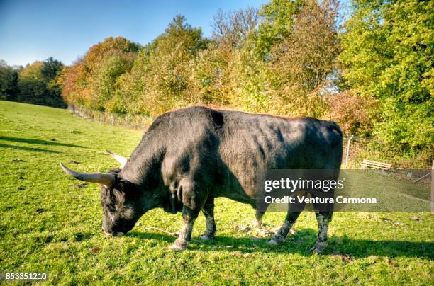 heck cattle (bos primigenius) - bos taurus primigenius stock pictures, royalty-free photos & images