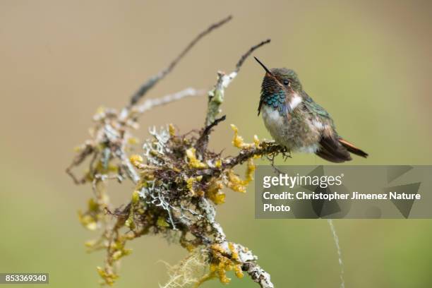 cute tiny hummingbird peeing - christopher jimenez nature photo stock-fotos und bilder