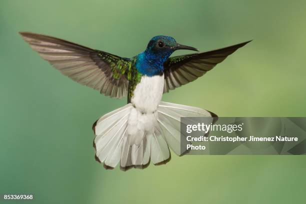 hummingbird in flight extending his white tail - hummingbird photos et images de collection