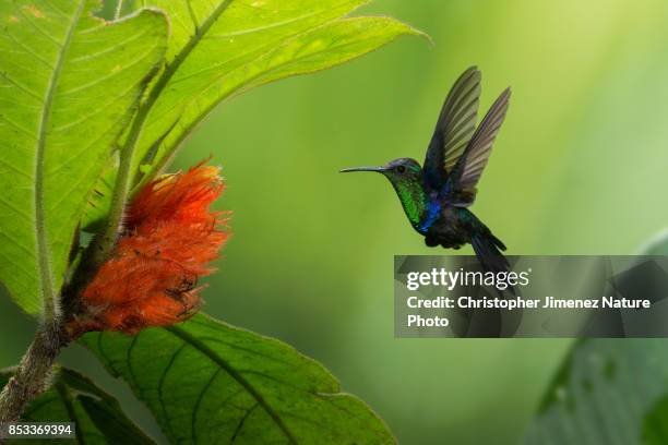 hummingbird in flight feeding from flowers - christopher jimenez nature photo stock-fotos und bilder