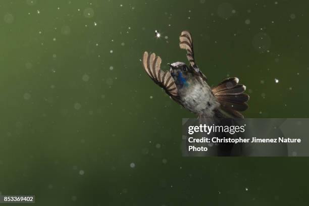 hummingbird in flight under the rain catching a water drop - christopher jimenez nature photo stock-fotos und bilder