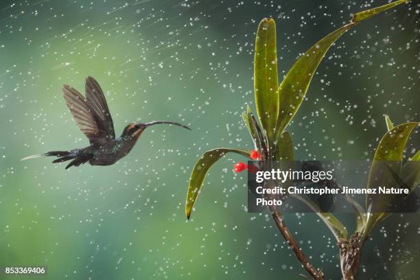 hummingbird in flight under the rain - christopher jimenez nature photo stock pictures, royalty-free photos & images