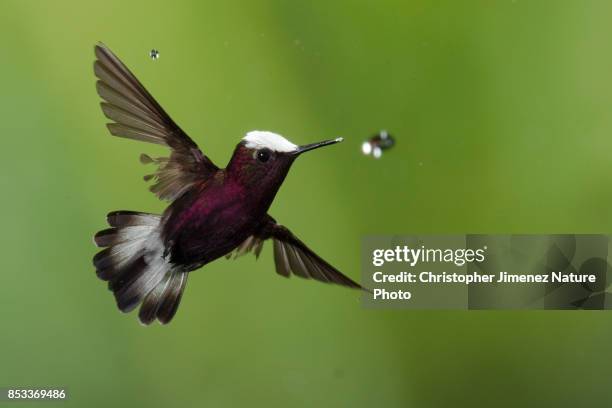 hummingbird in flight caching a water drop - colibri stock pictures, royalty-free photos & images