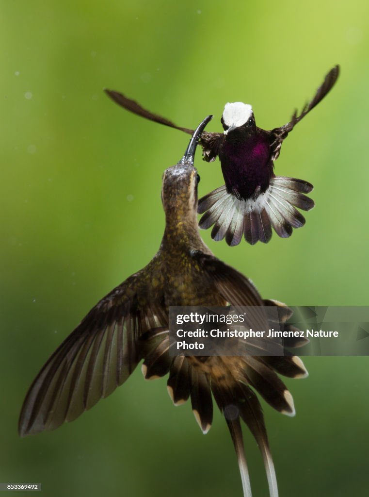 Hummingbird in flight fighting with another larger hummingbird