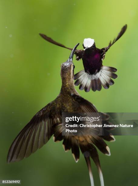 hummingbird in flight fighting with another larger hummingbird - christopher jimenez nature photo stock pictures, royalty-free photos & images