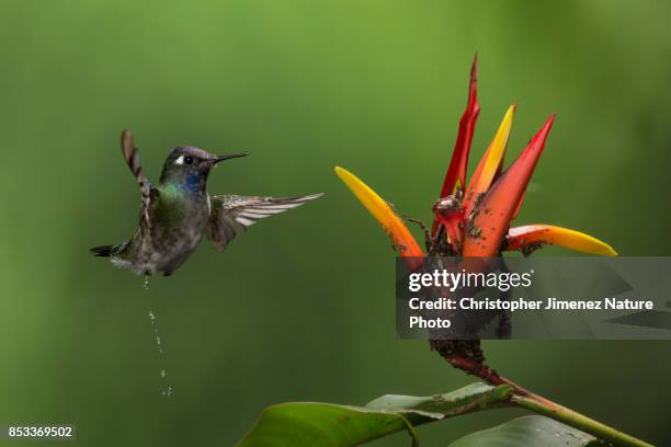 cute hummingbird in flight peeing in the air - christopher jimenez nature photo stock-fotos und bilder