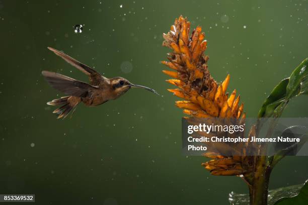 hummingbird in flight under the rain feeding from flowers - christopher jimenez nature photo stock-fotos und bilder