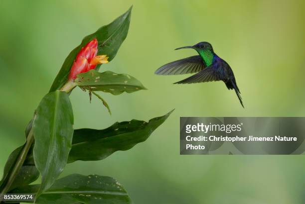small hummingbird in flight feeding from flowers with purple color - colibri stock pictures, royalty-free photos & images