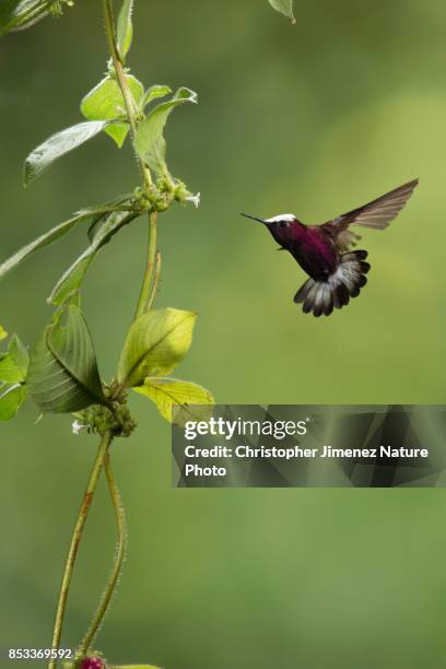 small hummingbird in flight feeding from flowers - christopher jimenez nature photo stock pictures, royalty-free photos & images