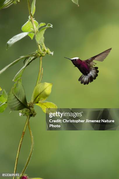 small hummingbird in flight feeding from flowers - microchera albocoronata stock pictures, royalty-free photos & images