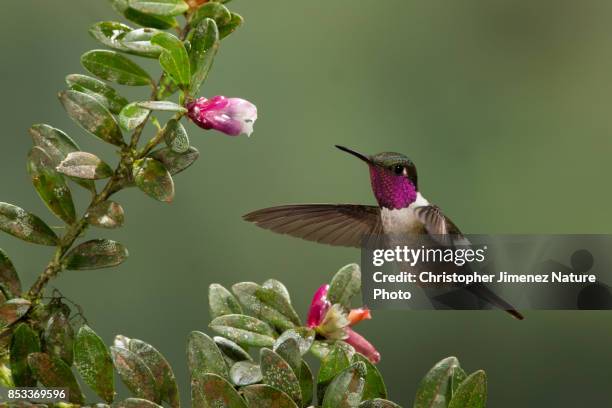 magenta-throated woodstar (calliphlox bryantae) feeding from flowers - christopher jimenez nature photo stock-fotos und bilder