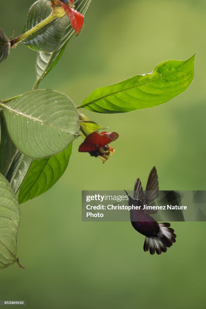 Small hummingbird in flight feeding from flowers