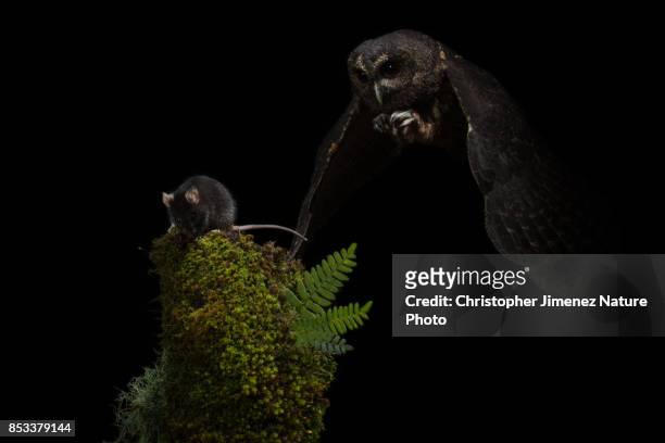 owl hunting a mouse at night - christopher jimenez nature photo stock pictures, royalty-free photos & images
