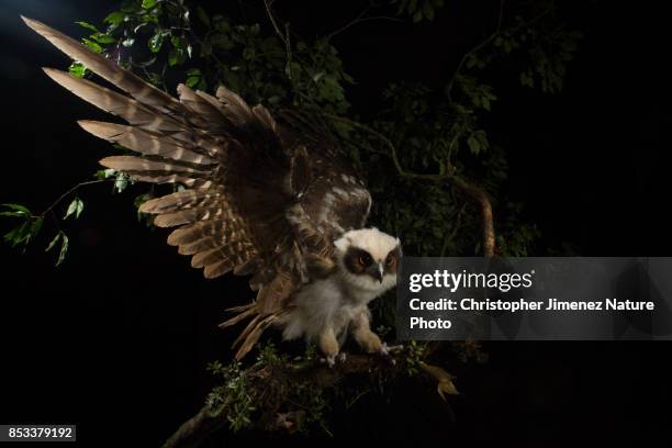 owl at night landing on a branch extending his wings - buho stock-fotos und bilder