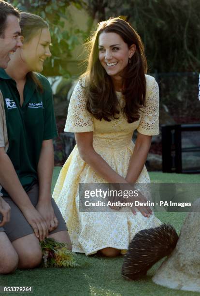 The Duchess of Cambridge looks at a Echidnas at a visit to Taronga zoo in Sydney, Australia, during the fourteenth day of the official tour of the...