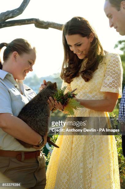 The Duke and Duchess of Cambridge feed a Quokka during a visit to Taronga zoo Sydney during the fourteenth day of their official tour to New Zealand...