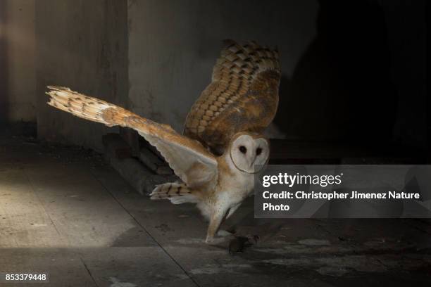 barn owl (tyto alba) hunting at church bell tower extending its wings - christopher jimenez nature photo stock pictures, royalty-free photos & images