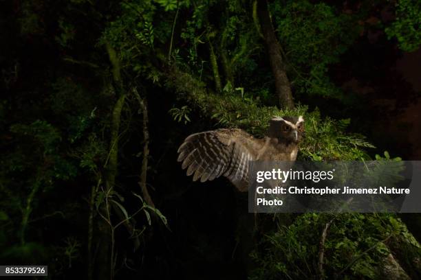 mysterious owl landing on a tree at night extending its wing - rapace stock pictures, royalty-free photos & images