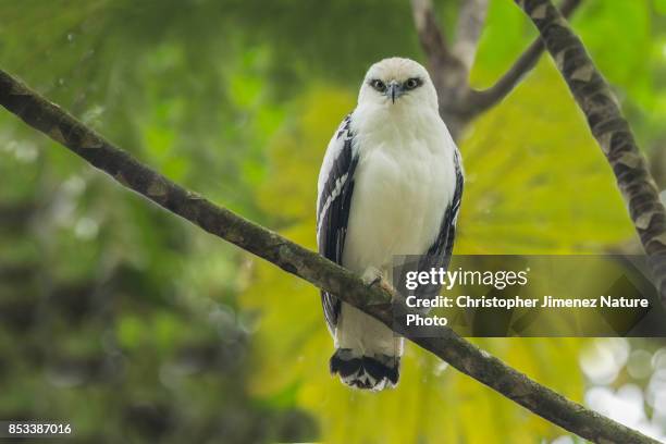 white hawk (pseudastur albicollis) perched on a branch in the rainforest - christopher jimenez nature photo stock-fotos und bilder