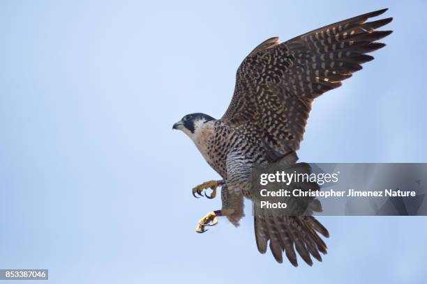 peregrine falcon in flight extending its wings - peregrine falcon fotografías e imágenes de stock