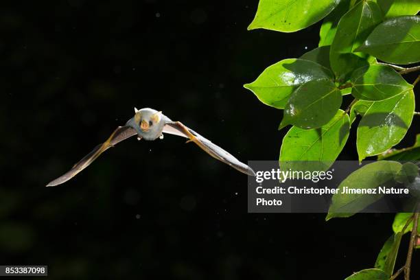 white bat in flight during the night in the rainforest - bats flying stock pictures, royalty-free photos & images