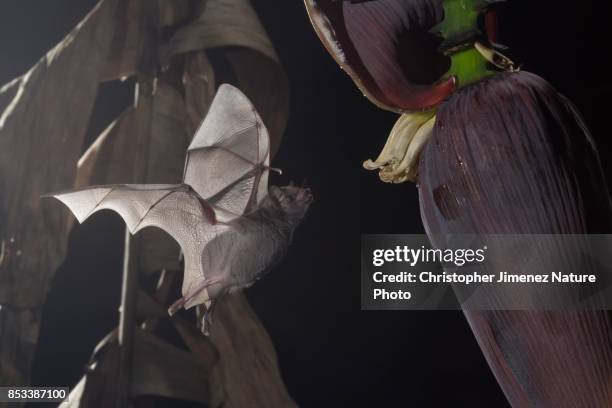 bat feeding on banana flower during the night in the rainforest - christopher jimenez nature photo stock pictures, royalty-free photos & images