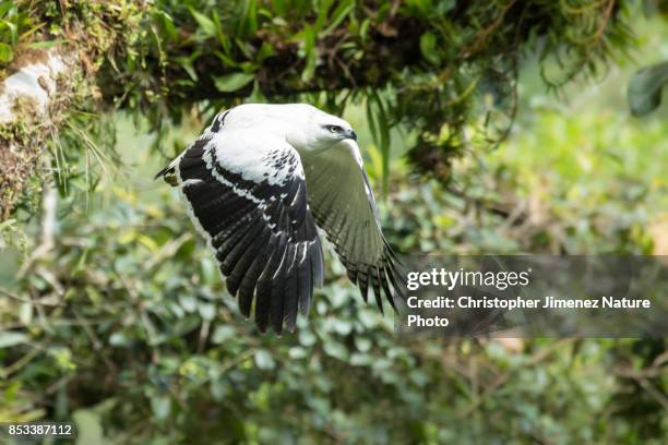 white hawk in flight extending its wings - christopher jimenez nature photo stock-fotos und bilder