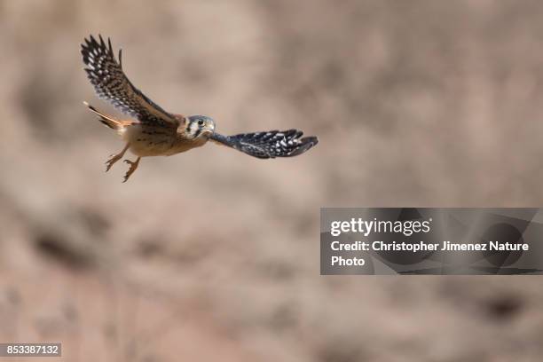 american kestrel in flight in the dessert of peru - christopher jimenez nature photo stock pictures, royalty-free photos & images