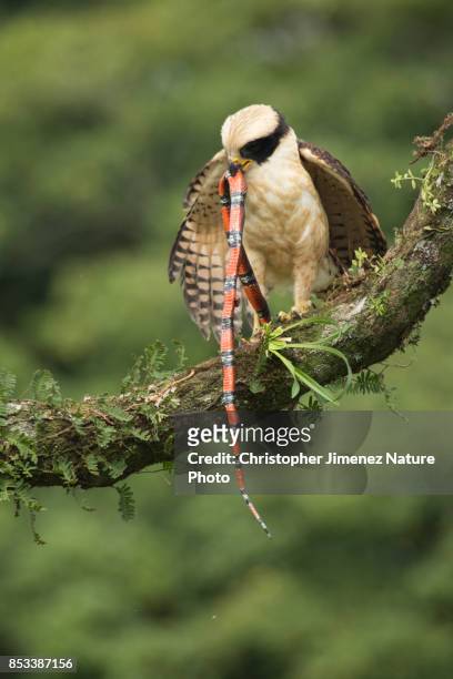 falcon eating a snake in the rain forest of costa rica - christopher jimenez nature photo stock pictures, royalty-free photos & images