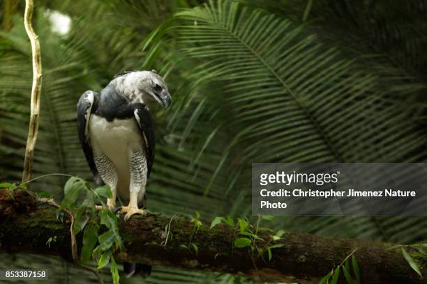 harpy eagle perched on a branch in the morning light in the amazon rainforest - harpy eagle 個照片及圖片檔