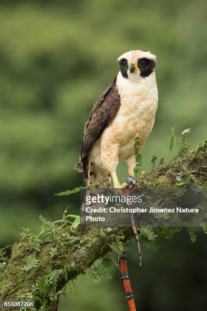 falcon eating a snake in the rain forest of costa rica - christopher jimenez nature photo stock-fotos und bilder