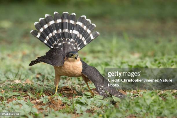 hawk extending its tail after jumping in the ground - christopher jimenez nature photo stock-fotos und bilder