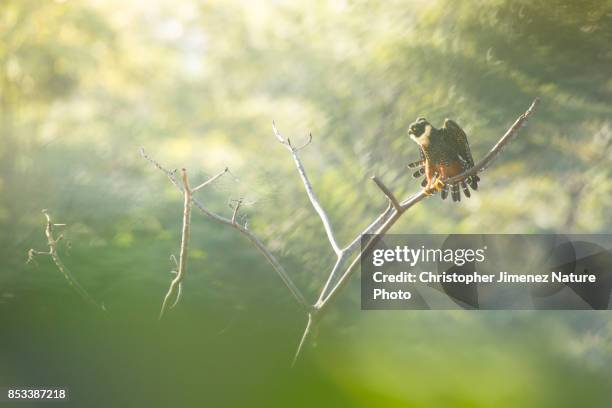 falcon perched during the morning in the rain forest of costa rica - christopher jimenez nature photo stock-fotos und bilder