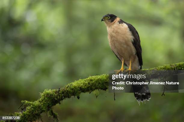 bicoloured hawk (accipiter bicolor) perched on a branch - christopher jimenez nature photo stock pictures, royalty-free photos & images