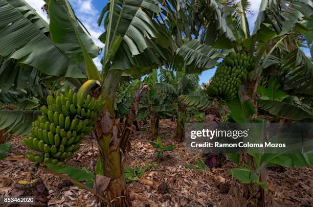 banana cultivation - platano fotografías e imágenes de stock