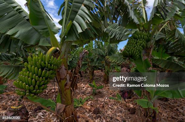 banana cultivation - plane tree stock pictures, royalty-free photos & images