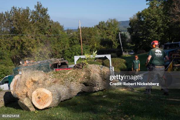 Workman Tree Service Company Workers Cut Tree Branches Photos and Premium High Res Pictures ...