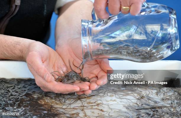 Member from the Sustainable Eel Group pours a jug of juvenile eels into the hands of Zac Goldsmith MP prior to the release 10,000 juvenile eels into...