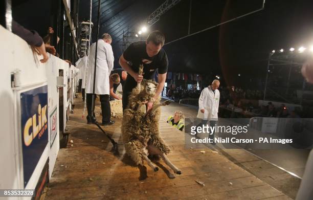 Irelands James Doyle competes during the opening day of the Golden Shears World Sheep Shearing Championships in Gorey, Co Wexford.