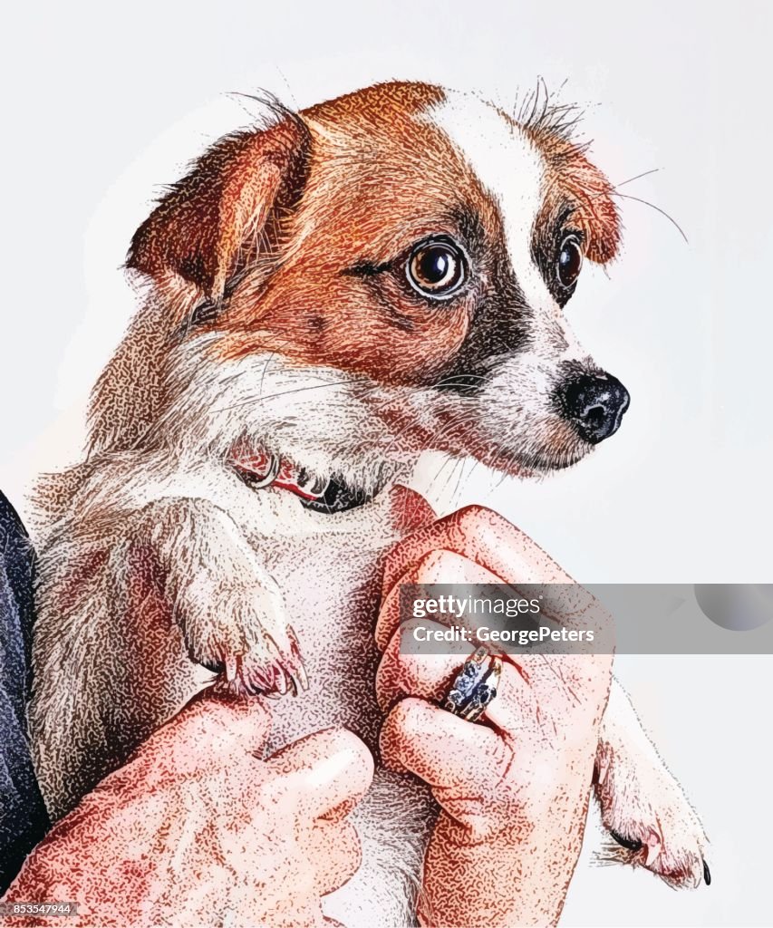 Cute Puppy held by a senior woman, Papillon