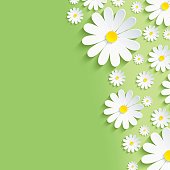 Spring green nature background with white chamomiles