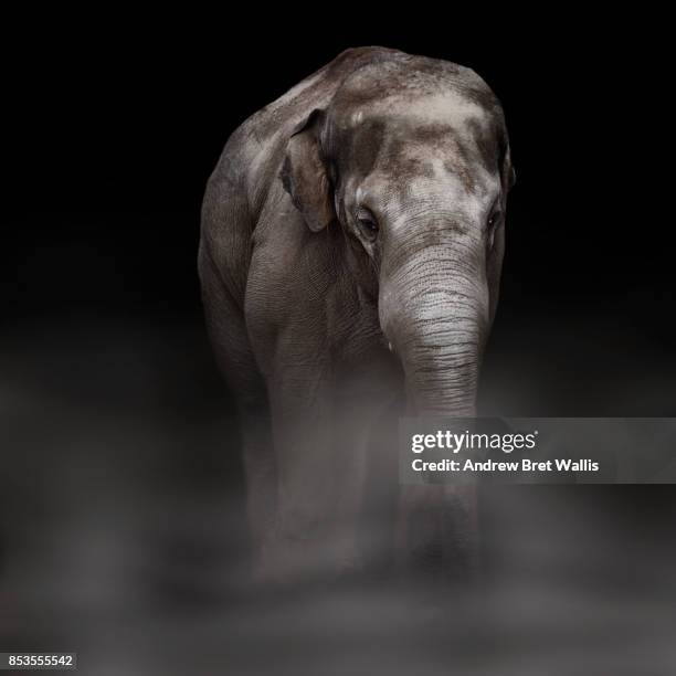 a young elephant striding through the dust emerges from the darkness - elephant on black stock pictures, royalty-free photos & images