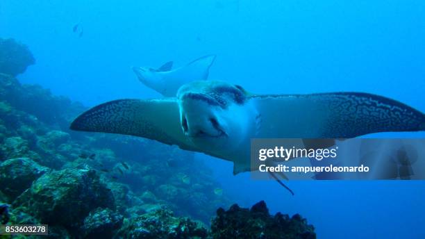 galapagos reef - galapagos stockfoto's en -beelden