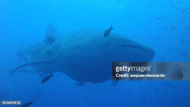 requin-baleine - îles galapagos photos et images de collection